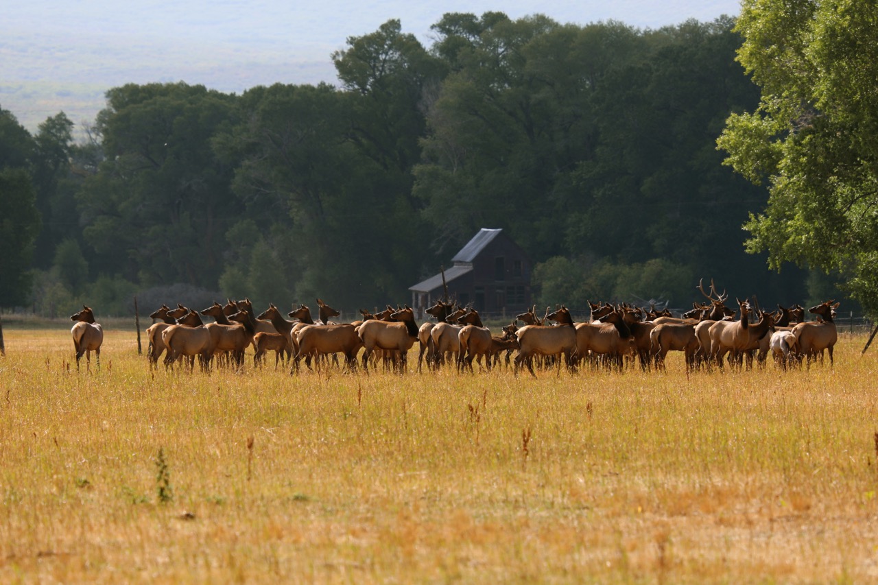 15 elk herd tight