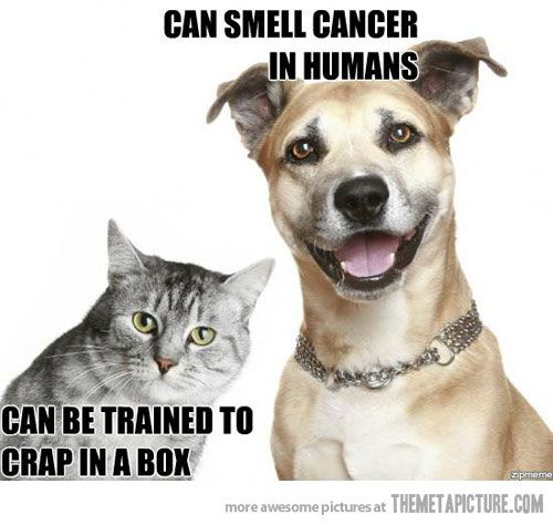 390ee404b398fcaaadaeb20e6ed465e7  cat vs dog pet care