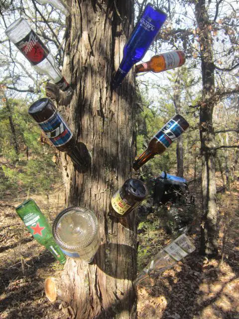 Bottle tree 2