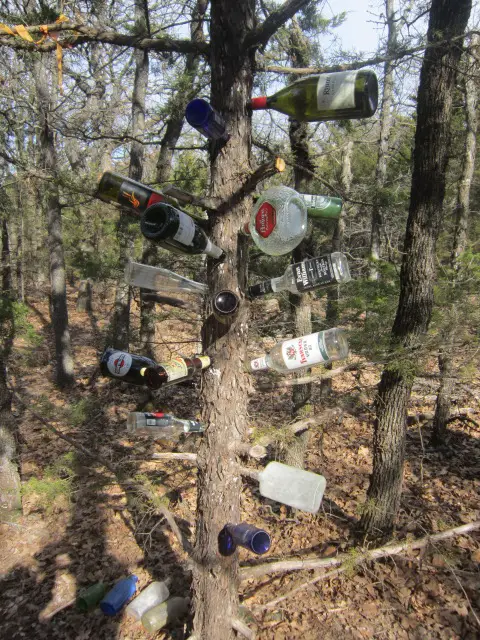 Bottle tree 5