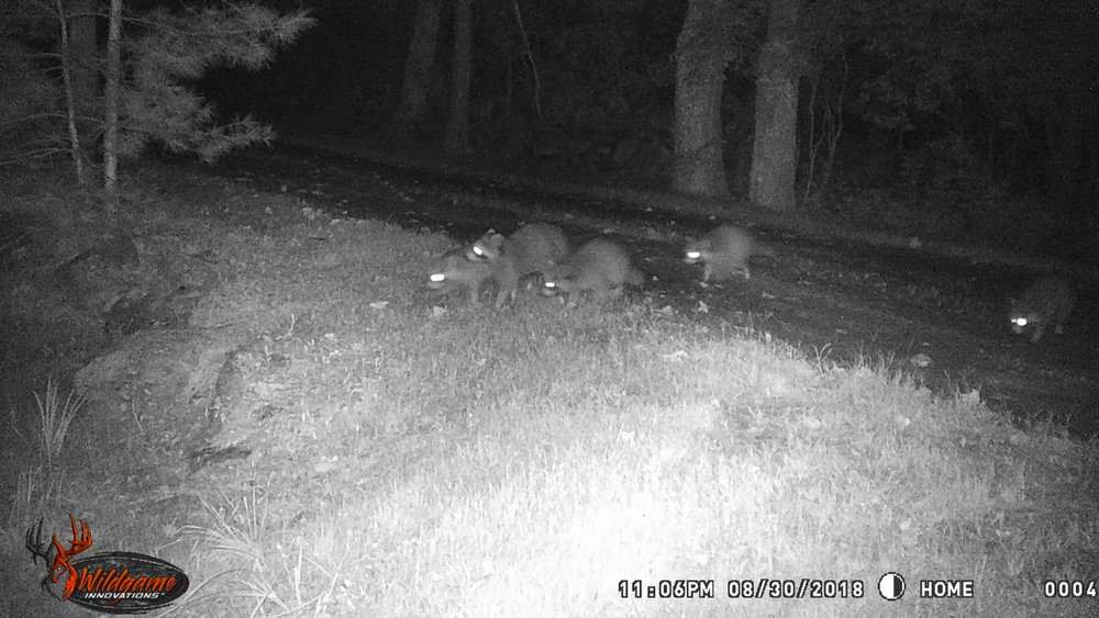 Coon family