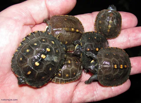 Eastern box turtle21