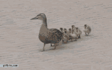P5 ducks