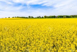 102553960 blooming rapeseed fields with yellow flowers field of rape landscape