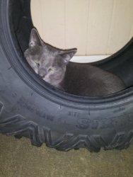 Mose in Tire