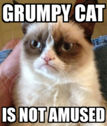 Grumpy cat is not amused