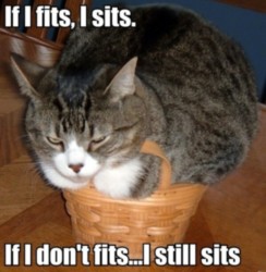 If I fits I sits If I dont fitsI still sits cat 550x563