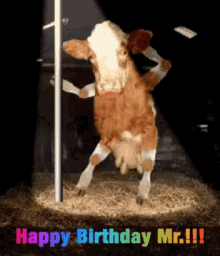 Happy birthday mr birthday cow