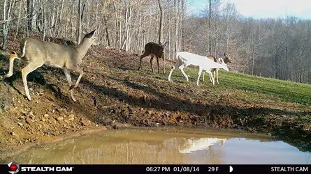 Albino Doe 03282017 middle plot