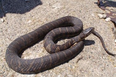 Watersnake georgia wildlife