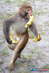 Monkey banana crazy