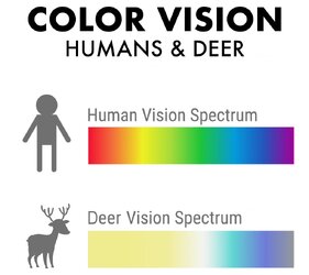 Deer copy