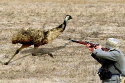 Emu war featured image military man shooting emu
