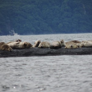 Saltery cove seals