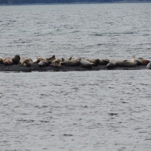 seals on the sand bar