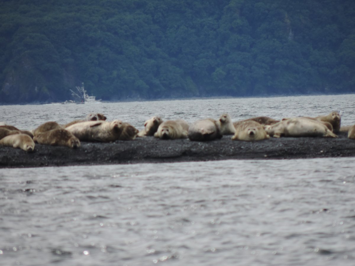 Saltery cove seals